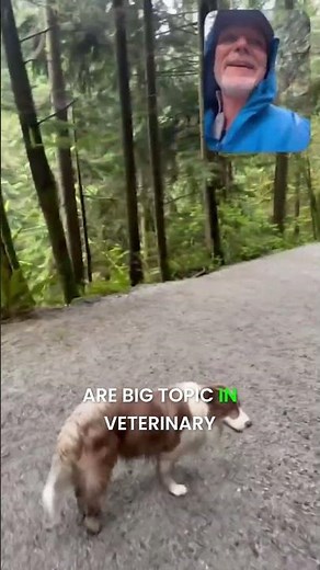 Let’s Talk Itchy Dogs: What Do You Want to Know?