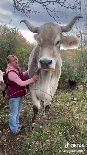 Comparison of Brown Swiss Cow with Human Height | Tommy The Ox