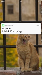388K views · 3.5K reactions | good thing cats have nine lives written by: sarah k. moss | TXT Stories | Facebook