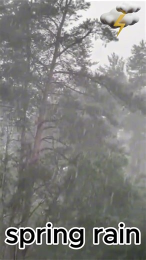 Sudden Spring Rain 🌧️ Relaxing Nature Sounds #shorts #rainsounds