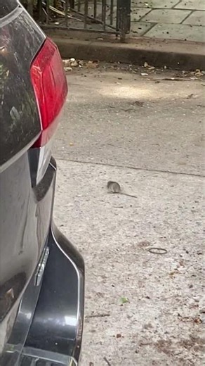 Tiny Mouse Rolls Over and Over on the Sidewalk