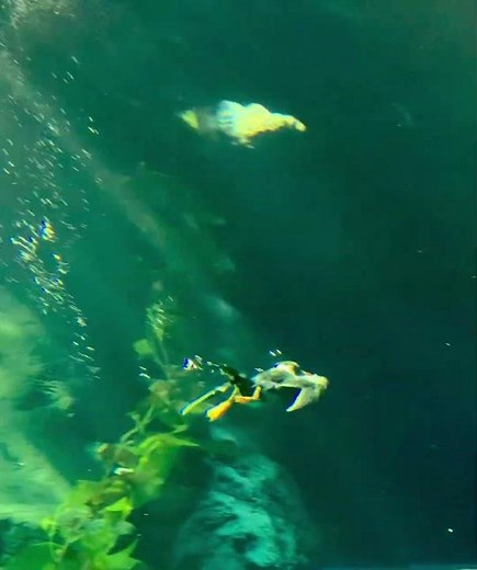 エトピリカの呼吸 全集中 水中お魚キャッチ神速in海遊館