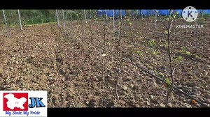 1.6K views · 35 reactions | MY STATE MY PRIDE Advice & Consulting Services. Whatapp 095960 67531 All Services available #Plant_material #Rootstock #Budwood #Trellis #Drip_installation #AntiHailNet #Pruning #Orchard management etc. #Plant_protecetion_pesticide_management_services | MY STATE MY PRIDE | Facebook