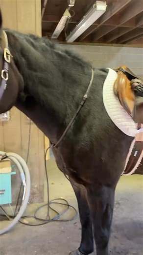 1.1K views · 36 reactions | Tracy Sobel on Reels | Facebook