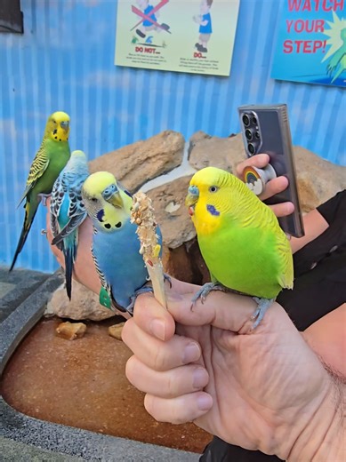 Budgerigar Birds: Discover the Beauty of Aviaries