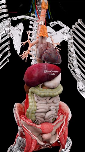 Smart Doctor on Instagram: "❓What’s Really Inside Us 🤯 Stunning Human Anatomy in 3D! . . 🧠 #3Danatomy #InsideTheBody 🔬 Welcome to a breathtaking tour inside the human body! In this ultra-realistic 3D medical animation, we reveal the organs, vessels, muscles, and bones with stunning clarity. Watch the heart beat, the lungs expand, and the digestive system in full motion. 📚 Perfect for students, doctors, or anyone curious about how the human body works. 🎥 Created by Smart Doctor 💡 Subscribe 