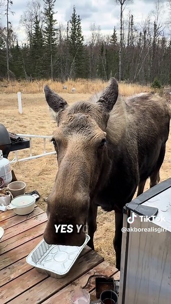 Discover Moose & Wildlife in Alaska Life