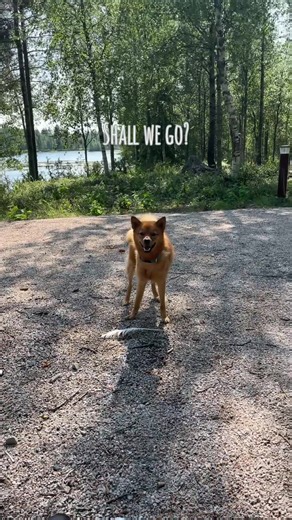 Saaga the Finnish Spitz on TikTok