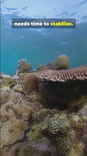 Coral Reefs Can't Heal Themselves—Here's Why #coral #ocean #science