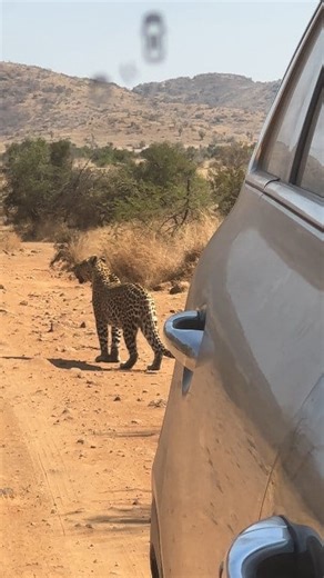 Safe to say, sometimes you need to look behind you on safari This leopard popped out right behind us after crossing in front of us. | All Out Safaris