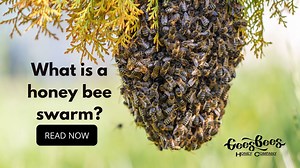 What is a honey bee swarm?