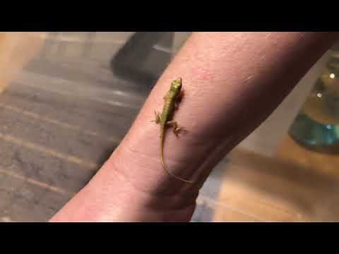 Finding incubating and hatching lizard eggs green and Cuban anole