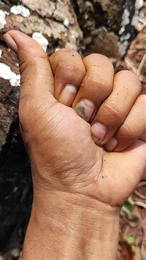 #anyuniqueanimals #nature #beautifulinsects