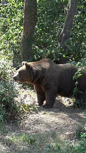 9.6K views · 219 reactions | Were ancient sloths the stuff of nightmares? 殮 Meet Slothzilla. This eremotherium is currently on display in the Morian Hall of Paleontology. #HMNS #Sloth #Museum #HoustonTexas | Houston Museum of Natural Science | Facebook