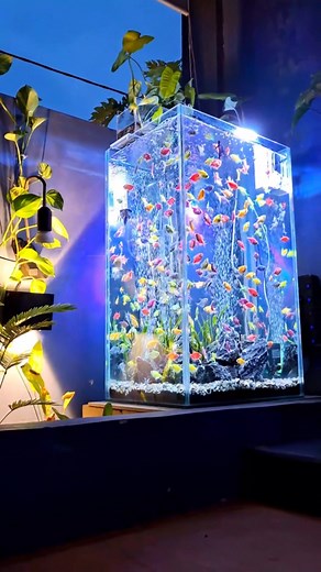 68K views · 1.4K reactions | "Corner of Peace in My Room ". #roomcorneraquarium #corneraquarium #aquariumsetup #aquariumdecor #aquascape #aquariumplants #plantedtank #natureaquarium #fishlovers #fishkeepers #aquariumlife #aquariumlovers #aquaticplants #nanoaquarium #aquariumstyle #fishtanklove #aquascapedesign #aquariumideas #roomdecorideas #aquariumvibes #aquaristlife | Insider Fish | Facebook