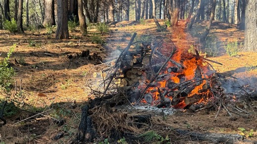 U.S. Forest Service initiates burn in Magalia to boost resiliency against future wildfires