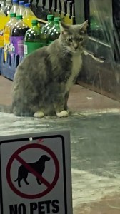 Bodega Cats on Reels