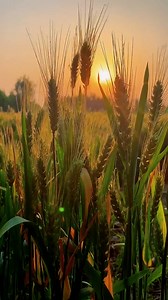 10K views · 413 reactions | The #summer harvest is in full swing in northern China. This year, 97% of the winter wheat is due to be harvested with the aid of machines, showing how mechanization and innovative technology are increasingly yielding bumper crops in the region. #Farmlife #FunChina | China Plus Culture | Facebook