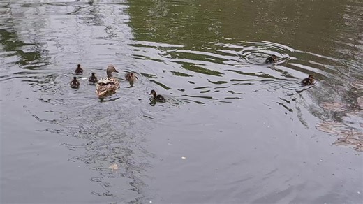 Brittany 🧡 (@brittanytheferry)’s videos with Coastline - Hollow Coves