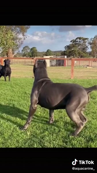 King Cane Corso Puppies - A Heartwarming Story of Family
