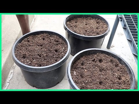 Grow Blue Lake Bush Beans in Containers