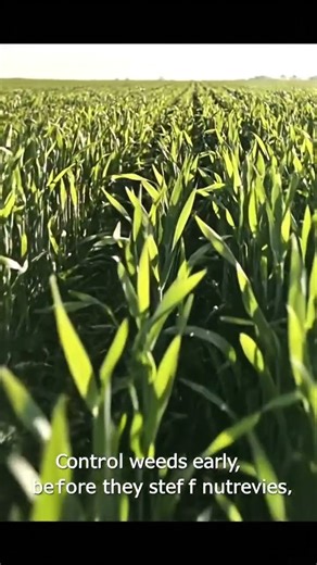 Smart Farming Guide: Winter Wheat Tips for Maximum Yield & Profit