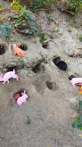 Beautiful rabbit playing #rabbit #bunny #cuterabbit #RabbitLife | All Time Best Fun Tv