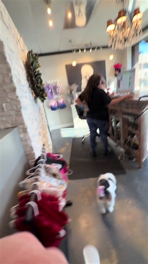 Me and Daisy showing up to work while Bailey’s already clocked in. Same office, very different energy. #DogDad #BaileyAndDaisy #OfficeLife #DogsOfTikTok #WorkDay