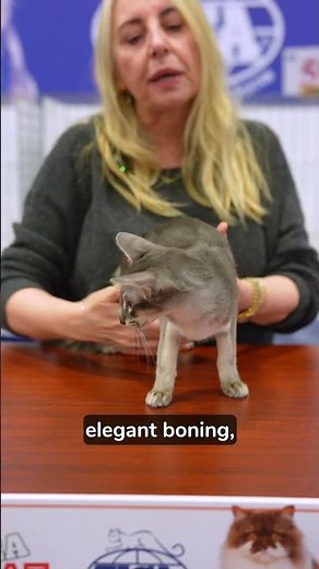 Oriental Longhair