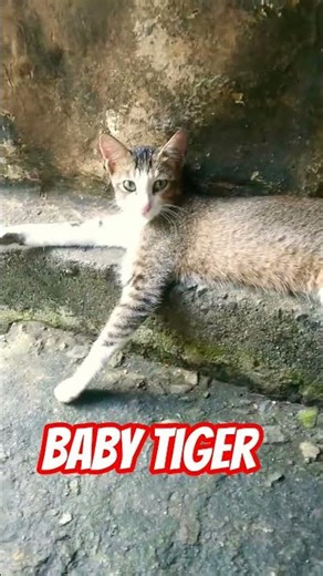 Baby Tiger of my Home.. #tiger #animals #funny #cute #trending #viral #shorts