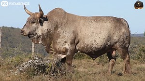 143 reactions · 10 comments | Bushkloof Nguni Stud proudly presents...