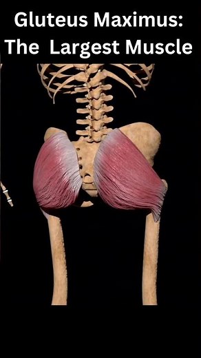 Gluteus Maximus: The Largest Muscle