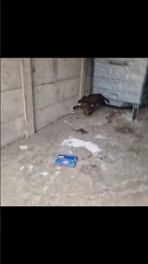 Enter the Matrix with Rollo