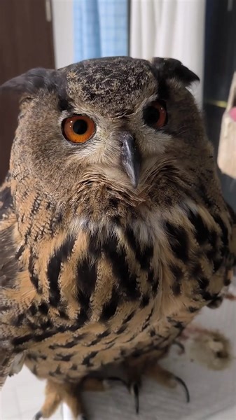 2.2K views · 92 reactions | Smart owl #owl #owls #birds #owlsofinstagram #nature #bird #owllover #art #wildlife #owlstagram #owllovers #birdsofinstagram #owllove #owlobsession #naturephotography #wildlifephotography #owlart #birdphotography #animals #photography #owltattoo #barnowl #handmade #birdsofprey #owlphotography #owleyes #eule #best #owlsome #love | Smart Skills | Facebook