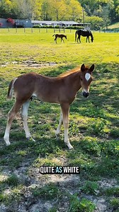 o you think Knox will shed out like Ruby?❤️🐴 | Katie Van Slyke
