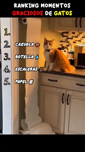 😂TOP 5 MOMENTOS MÁS GRACIOSOS DE GATOS😂 (Parte 4)