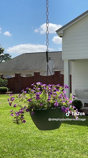 Here’s how to revive a dead petunia! Last July I was about to toss out my petunia. I was certain it was done for, but I decided to cut back the dead branches and noticed it still had little bursts of green on it, so I knew there was hope I could bring it back to life. After I cut it back, I gave it some of my secret sauce. Head to my LIB for the source. Then I began to just water it, give it a little love and take care of it. I put it in my greenhouse over the winter and now, almost 9 months lat