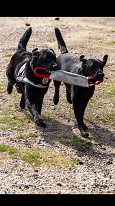 U.S. Marshals EK9 are always ready to work! 🐾 #USMarshals #USMSK9 | United States Marshals Service