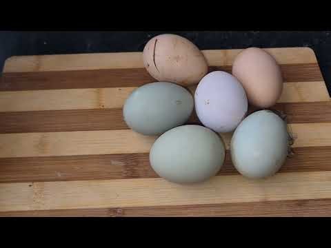 Oua verzi de gaina fara colesterol