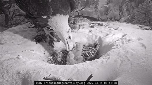 FOBBV Big Bear Bald Eagle Cam on Instagram: "A sad update… We are deeply saddened to report that one of Jackie and Shadow’s chicks did not make it through the winter storm that brought 2 feet of snow to the area. As snow melted, the shorter snow berm made that chick partially visible in the nest bowl. The chick’s passing happened sometime after all three were observed together getting fed at 6 pm on 3/13. We have no way to know what happened or why the chick passed. We also do not know which chi