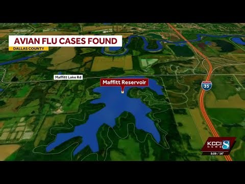 KCCI Investigates: Avian flu confirmed in several wild flocks in central Iowa