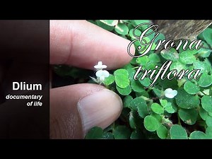 Creeping tick trefoil (Grona triflora)