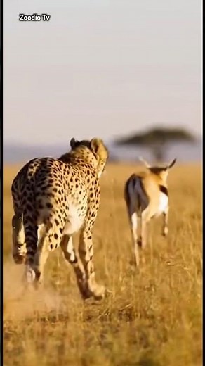 Cheetah’s High-Speed Hunt: Lightning Chase Captures the Deer in Seconds! #cheetah #deer #hunting