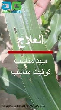 Fall army worm