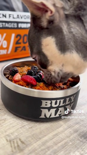 Easy Gut Health Recipe for Dogs with Digestive Issues