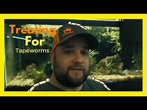 Treating Fish For Tapeworms - Mbu Puffer and Prazi Pro