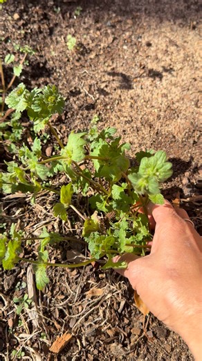 Henbit Deadnettle Edible Plants. Leaves, stems, and flowers are all edible, young shoots, stems and flowers in spring and use as a cooked green, or add raw to salads. #henbitdeadnettle #henbit #ยายปัญพลัดถิ่นinusa #fblifestyletyle #edibleplants #medicinalplants | ยายปัญพลัดถิ่นInUSA
