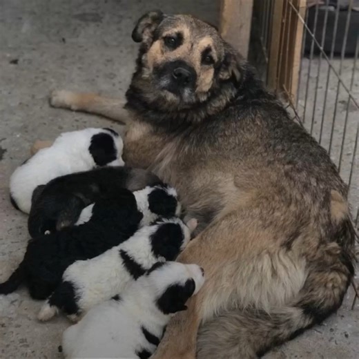 Mama dog who lost her babies was so sad until she got to meet these lost puppies who needed a mom 😭#RescueToRecovery #DogRescueStory #AdoptDontShop #AnimalHeroes #HeartwarmingMoments Last month in Romania, Barking Mad Dog Rescue received a call about newborn puppies abandoned in a field. When rescuers arrived, they found the pups—just one day old—left helplessly in a shoebox with no mother in sight. Too young to survive on their own, the puppies were rushed to safety, needing hand-feeding and r