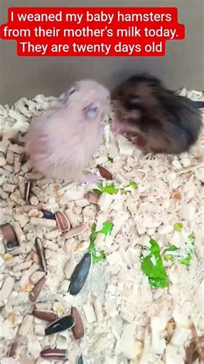 #hamster #cute #funny #pets #hamsterbaby #hamsterkombat #hamster