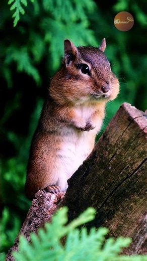 Chipmunk's Cheeks Were Already FULL